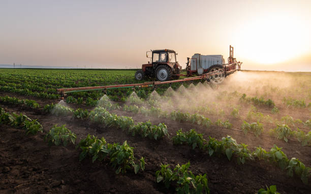 Reliable South Amboy, NJ Pest Control Solutions